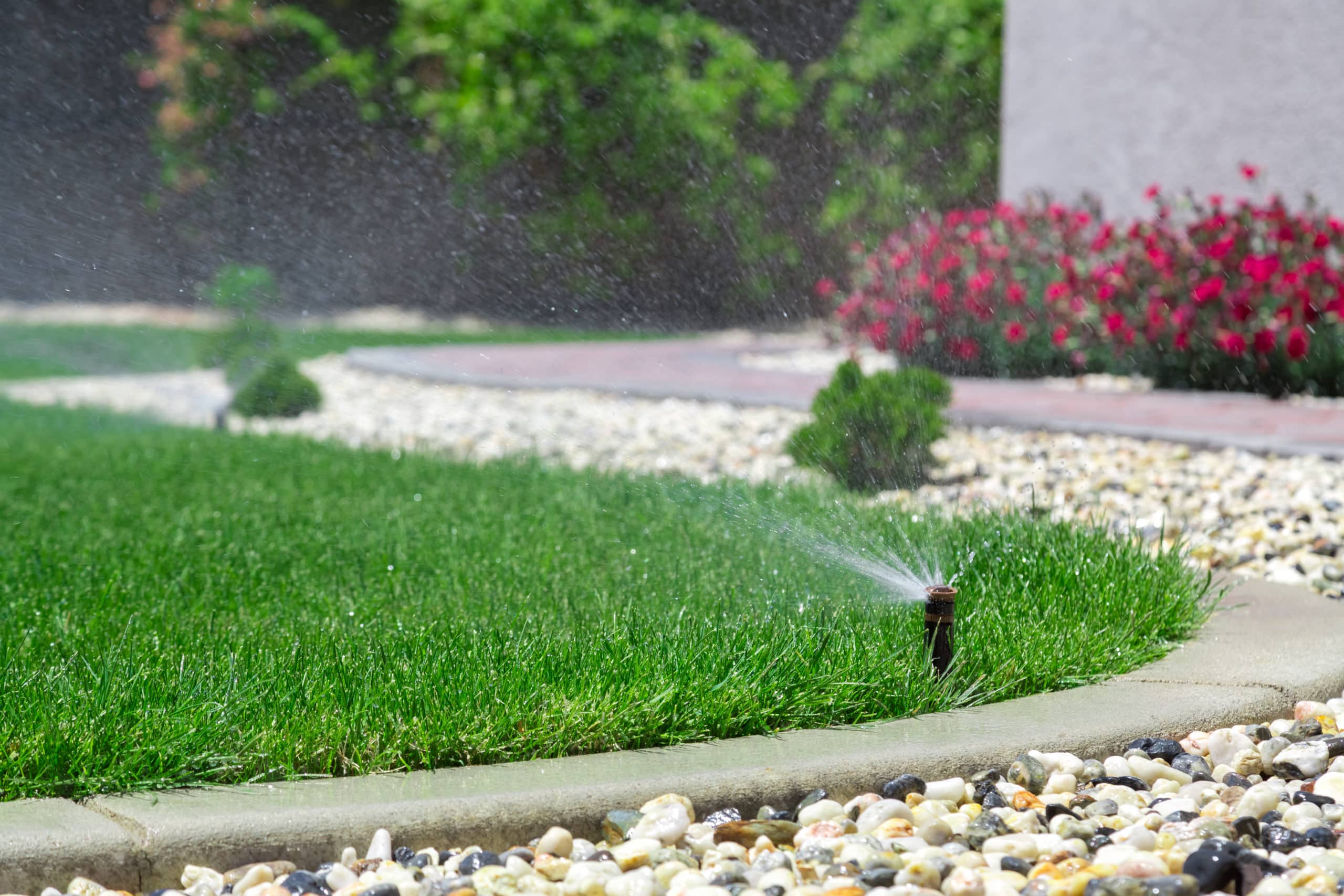 pressure regulated Sprinkler head spraying water in grass yard