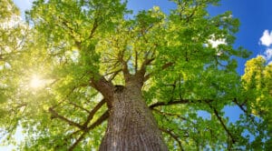 Green healthy tree from sustainable landscape with the sky and sun coming through the branches