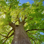 Innovative and Eco-Friendly Ideas for Landscape: Sustainable Landscape Design