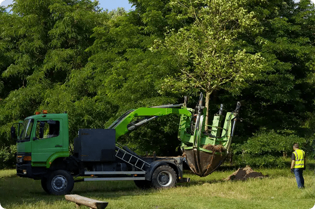 Tree Preservation Measures